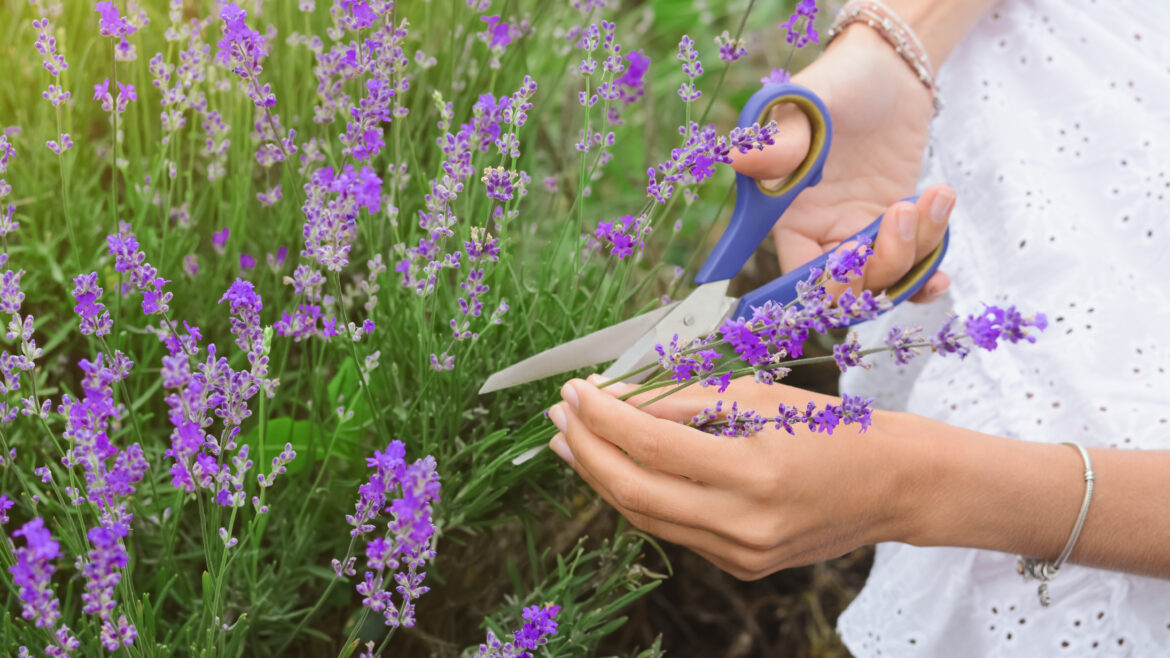 Plantas aromáticas, ideales para el hogar.